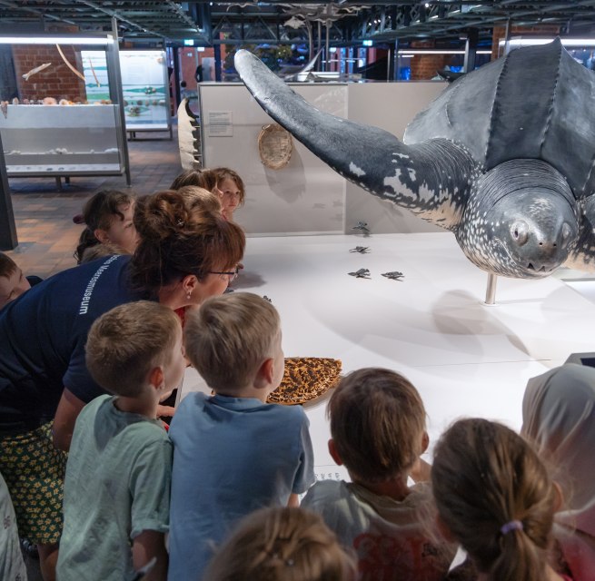 Meeresschildkröten werden in den Winterferien im MEERESMUSEUM bei einer Familienführung näher beleuchtet, © Anke Neumeister/Deutsches Meeresmuseum Meeresschildkröten werden in den Winterferien im MEERESMUSEUM bei einer Familienführung näher beleuchtet, © Anke Neumeister/Deutsches Meeresmuseum