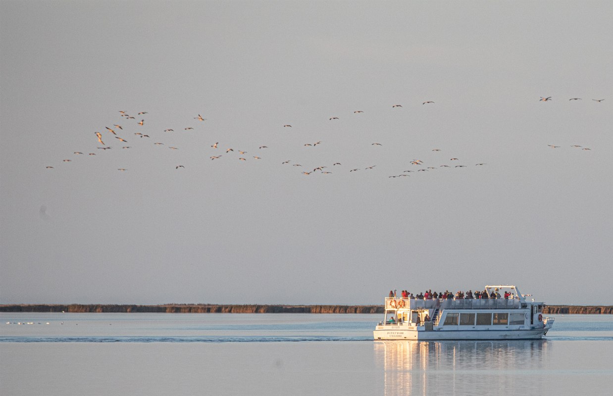 Beobachten Sie das faszinierende Naturschauspiel der majest&auml;tischen Kraniche bei einer Schiffstour ab Stralsund durch den Nationalpark Vorpommersche Boddenlandschaft zum Schlafplatz der Kraniche N&auml;he &bdquo;Pramort&ldquo;. // &copy; Wei&szlig;e Flotte GmbH