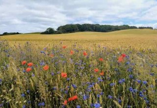 Feld mit Mohn // &copy; Matthias Giersch
