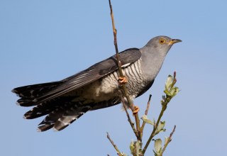 Kuckuck // © Chris Romeiks, Wikipedia Kuckuck // © Chris Romeiks, Wikipedia