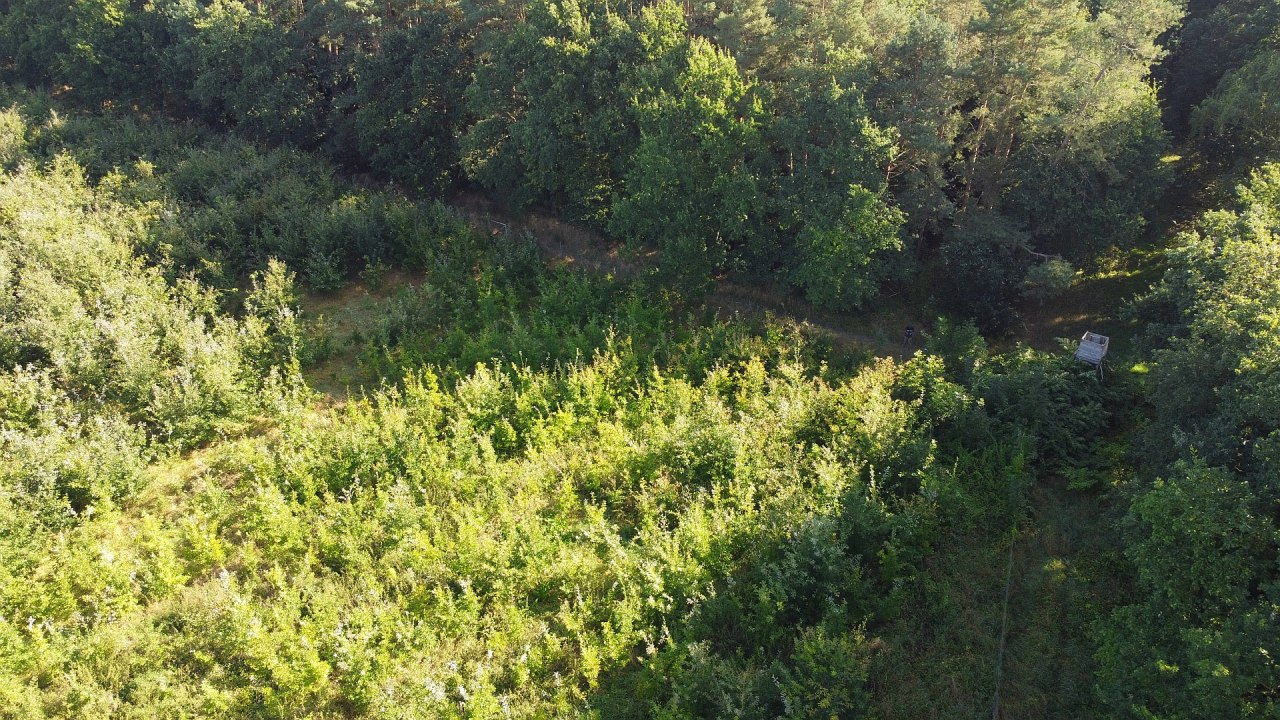 Klimaatbos Bad Kleinen // © Landesforst MV Klimaatbos Bad Kleinen // © Landesforst MV