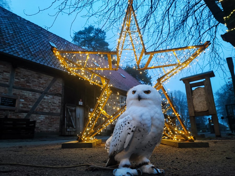Schneeeule, © Hansestadt Stralsund Schneeeule, © Hansestadt Stralsund