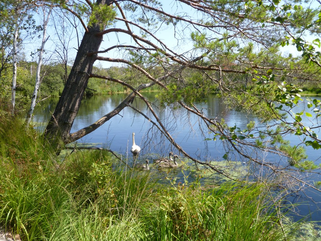 &copy; Stadt Ribnitz Damgarten
