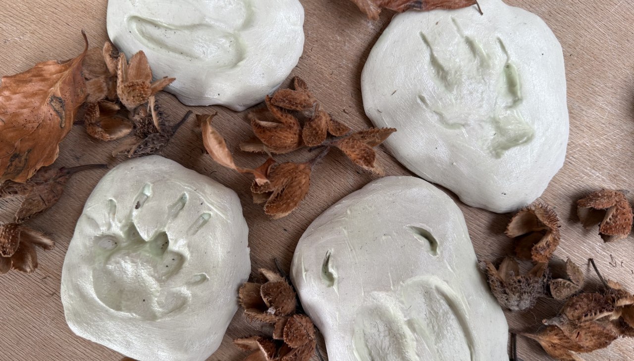 Winter workshop diersporen, © Nationalpark-Zentrum KÖNIGSSTUHL Winter workshop diersporen, © Nationalpark-Zentrum KÖNIGSSTUHL