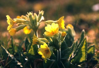 &copy; Gemeinde Ostseebad Glowe