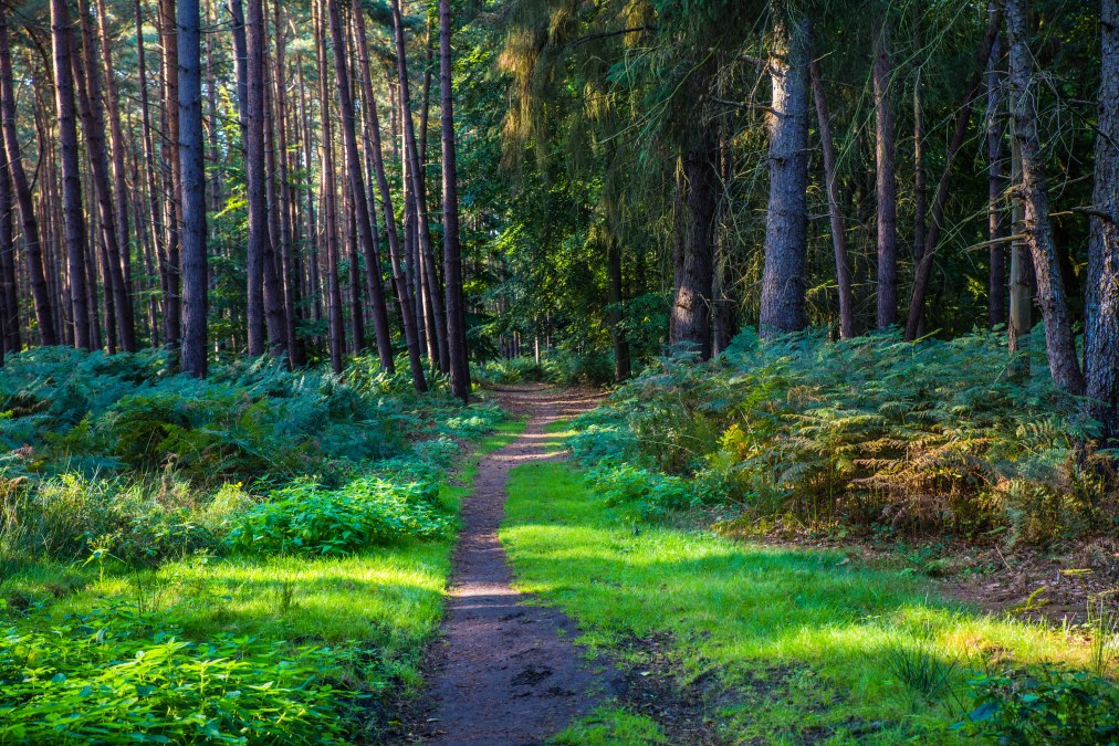 Shirin Yoku - Waldbaden, &copy; insel-fotograf.eu, Andreas Dumke