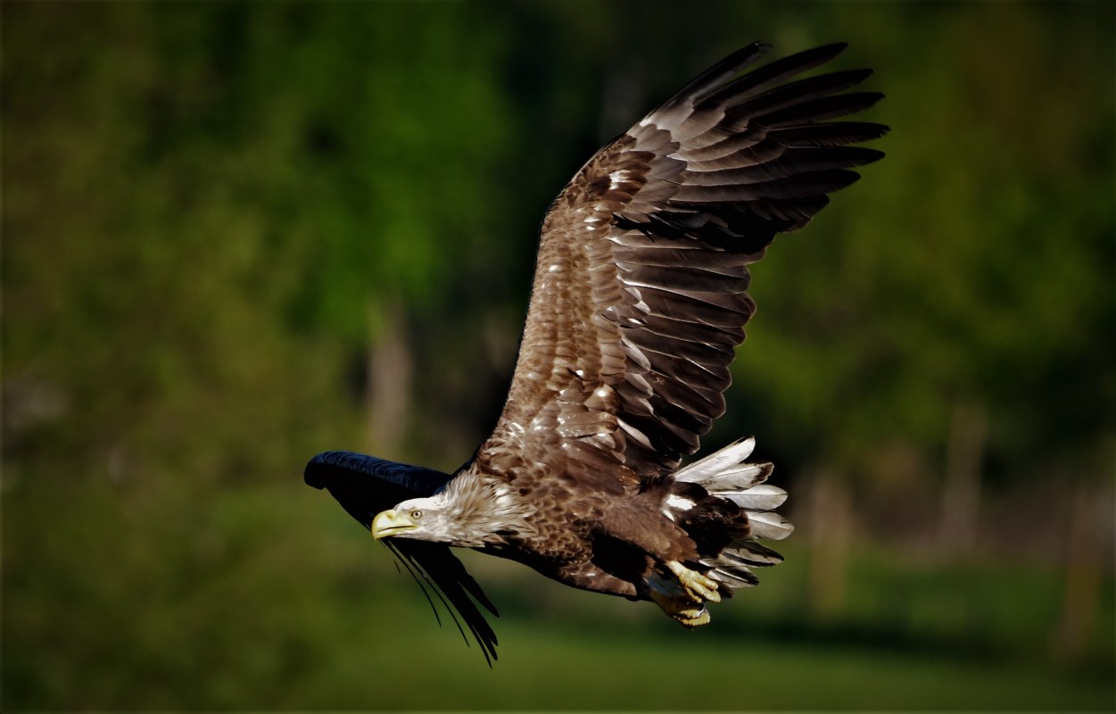 Seeadler im Flug // &copy; J&ouml;rg Dollmanski