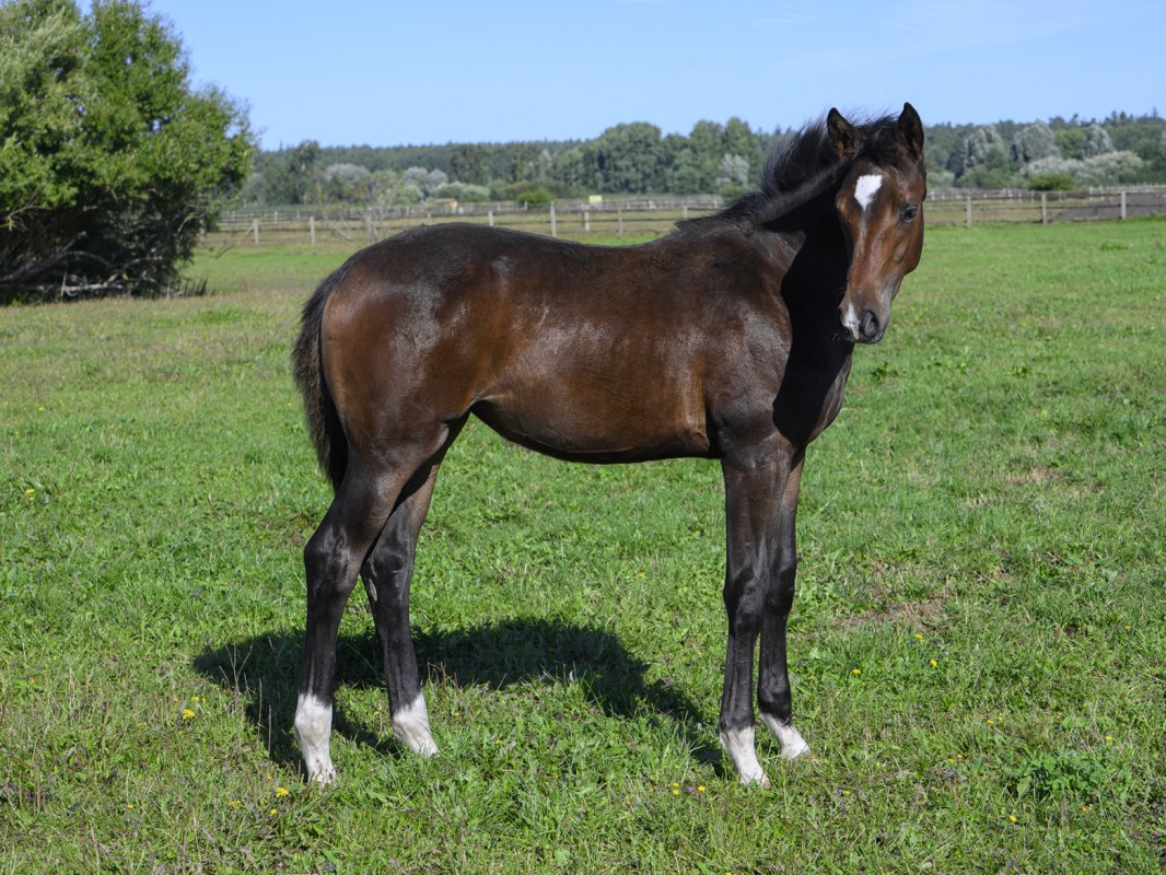 Gestütsführung Bernsteinreiter // © DE Gestütsführung Bernsteinreiter // © DE