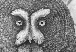 Bleistiftzeichnung von Ralf Wilhelm Schmidt // © Ralf Wilhelm Schmidt/Müritzeum Bleistiftzeichnung von Ralf Wilhelm Schmidt // © Ralf Wilhelm Schmidt/Müritzeum