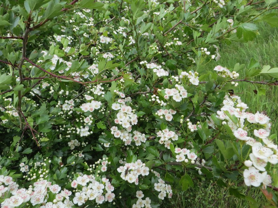 mai_2014-3, &copy; Kurverwaltung M&ouml;nchgut