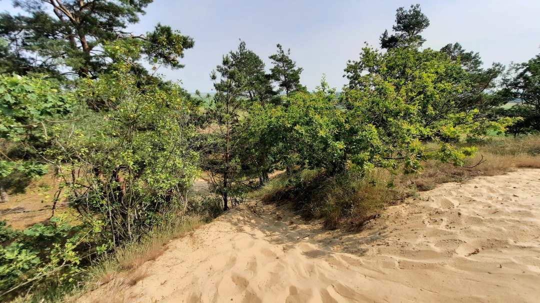 Binnendüne Klein Schmölen, © M. Lenthe