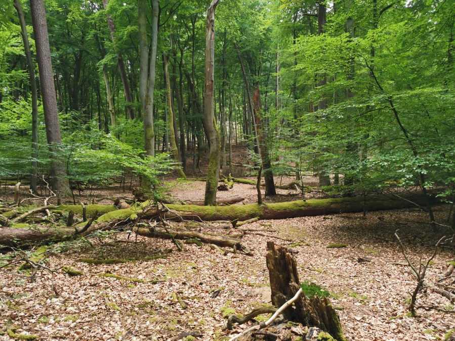 Tag der Buchenw&auml;lder_D&ouml;bbert, &copy; Wiebke D&ouml;bbert