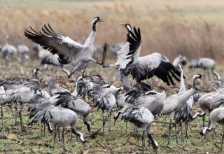 De dans van de kraanvogels // © Carsten Peter De dans van de kraanvogels // © Carsten Peter