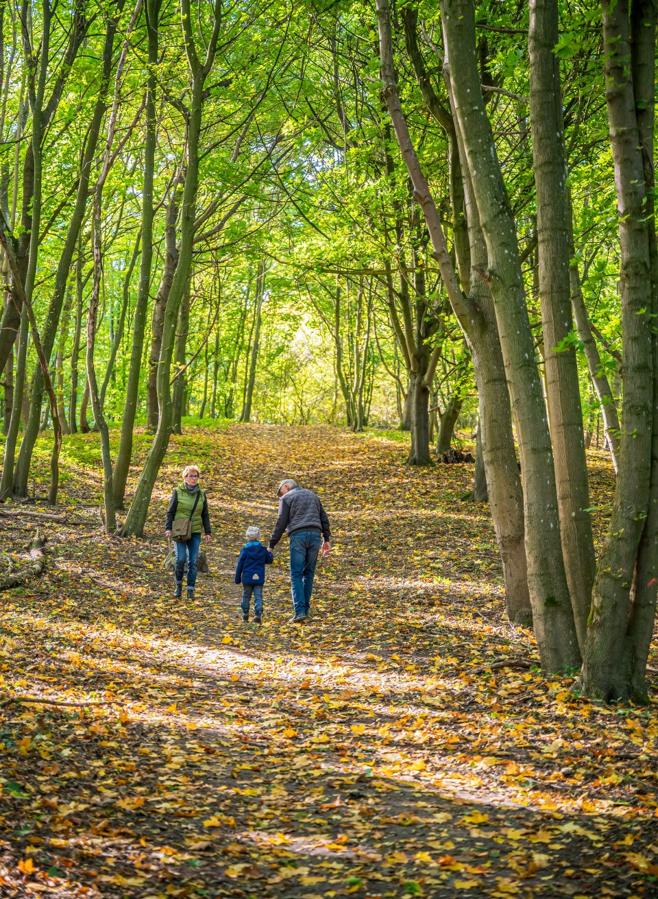 Oma, Opa und Enkel beim Herbstspaziergang durch einen Wald // Das Familientrio ist unterwegs zum Aussichtsturm Behmshöhe. // © MV-T/Tiemann Oma, Opa und Enkel beim Herbstspaziergang durch einen Wald