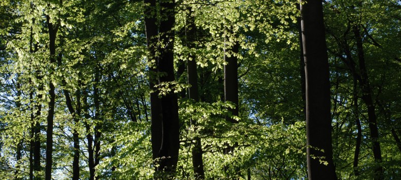 Buchenwald // &copy; U. Me&szlig;ner