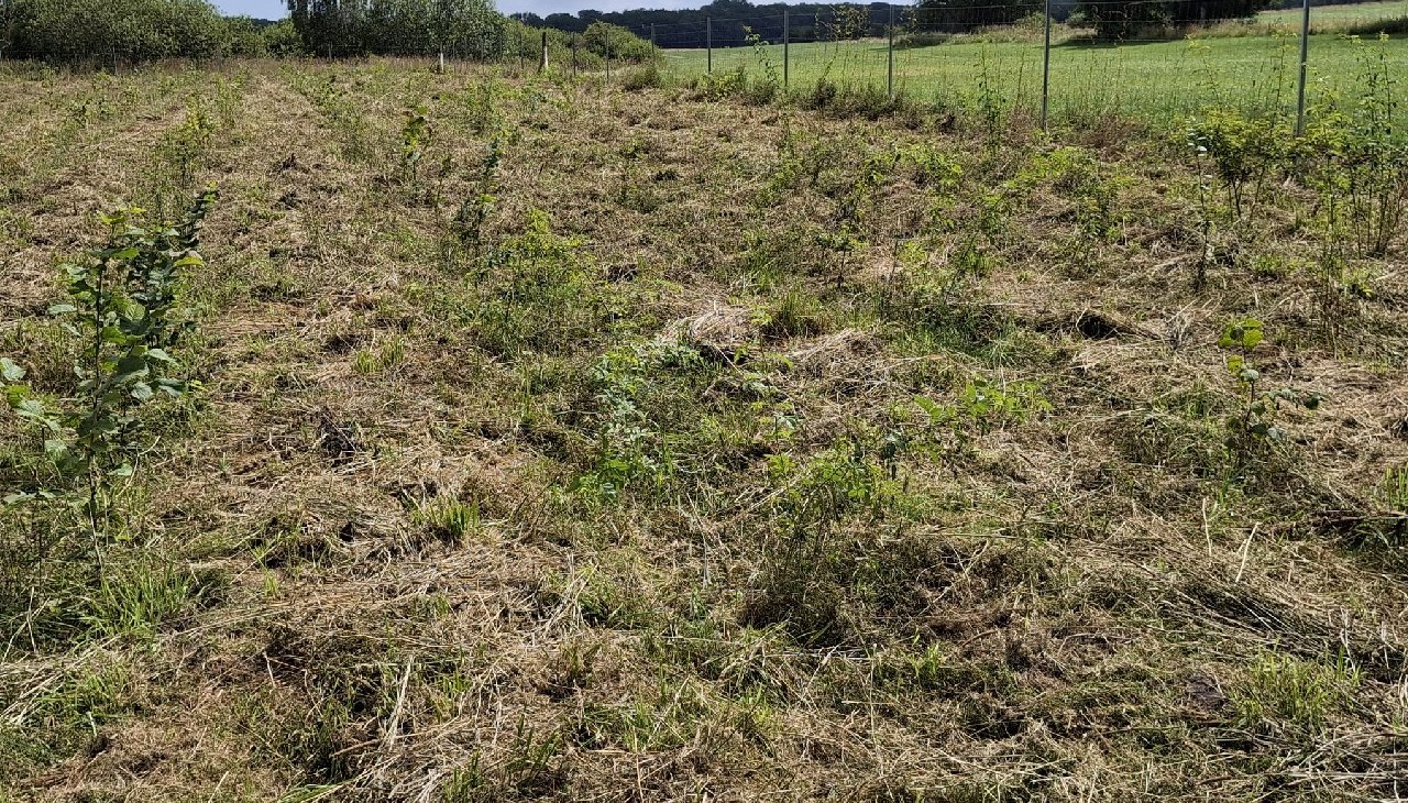 Klimawald Haidhof - Jüngste Auforstungen, © Landesforst MV Klimawald Haidhof - Jüngste Auforstungen, © Landesforst MV