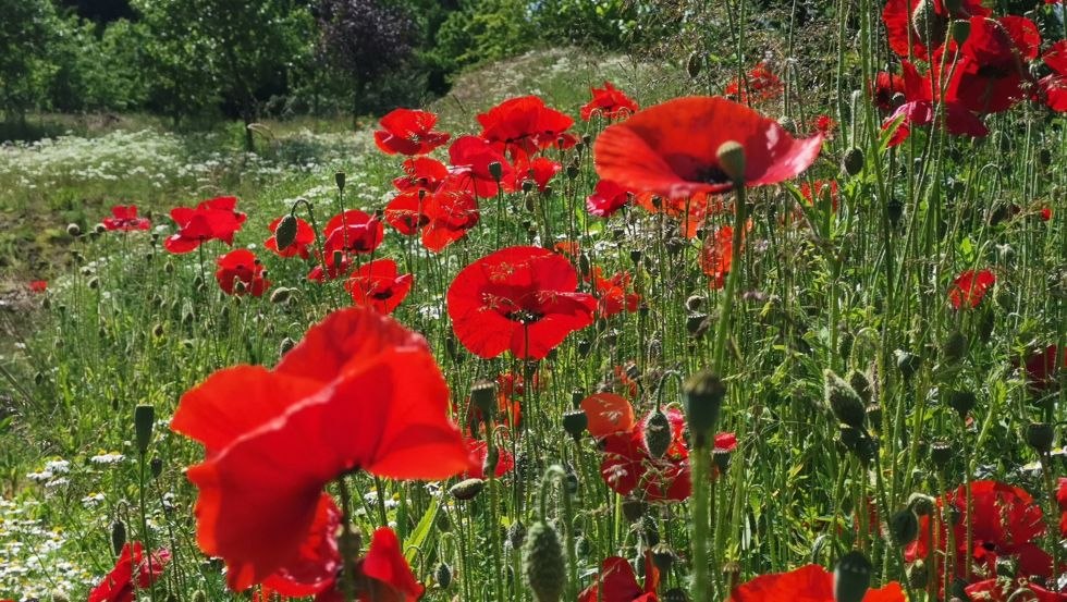 Bloemenweide // &copy; Kristin Brandt