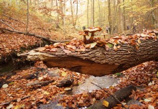 &copy; Tom Clau&szlig;