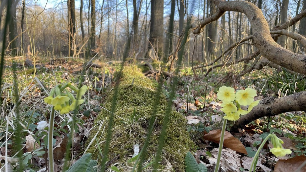 &copy; TZ S&uuml;dliche Boddenk&uuml;ste