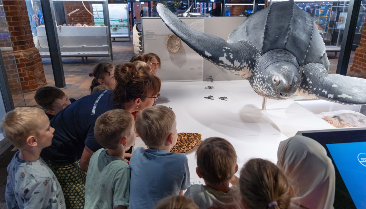 © Anke Neumeister/Deutsches Meeresmuseum © Anke Neumeister/Deutsches Meeresmuseum