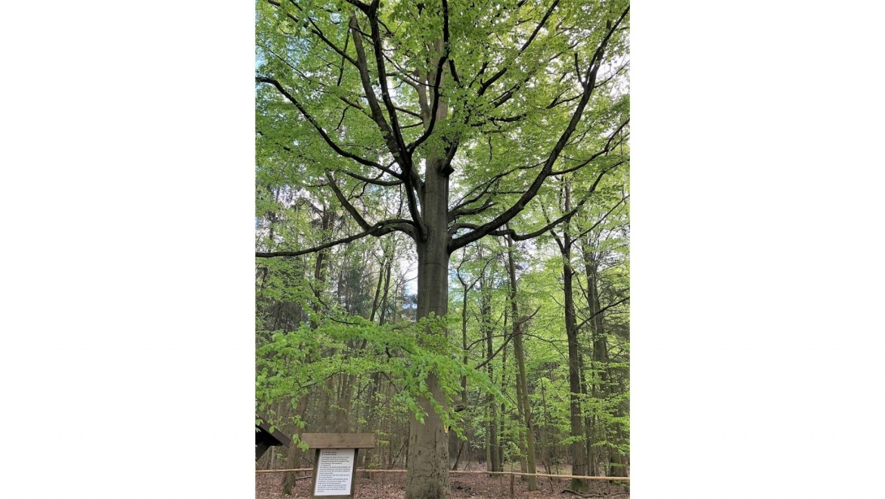 De beuk van Zachow in het Buchholz bij Parchim // &copy; Stadt Parchim
