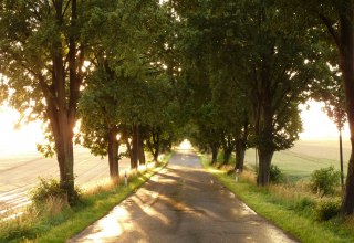 Allee im Sonnenlicht // &copy; Gutshaus Pohnstorf GbR