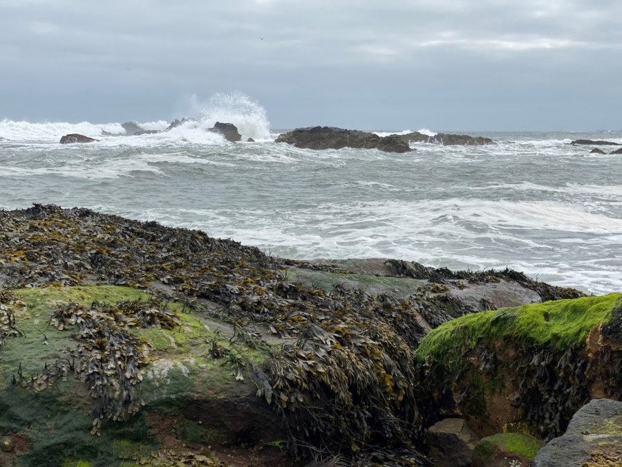Stürmische Wellen treffen in Dunbar, Schottland auf zerklüftete Felsen, die von dichten Teppichen aus Seetang und leuchtend grünem Moos überzogen sind. Der graue Himmel und die raue Brandung verleihen der Küstenszene eine wilde, ursprüngliche Atmosphäre – typisch für die Ostküste Schottlands und eignet sich hervorragend als Cover für unser Buch., © Martin Meisel Stürmische Wellen treffen in Dunbar, Schottland auf zerklüftete Felsen, die von dichten Teppichen aus Seetang und leuchtend grünem Moos überzogen sind. Der graue Himmel und die raue Brandung verleihen der Küstenszene eine wilde, ursprüngliche Atmosphäre – typisch für die Ostküste Schottlands und eignet sich hervorragend als Cover für unser Buch., © Martin Meisel