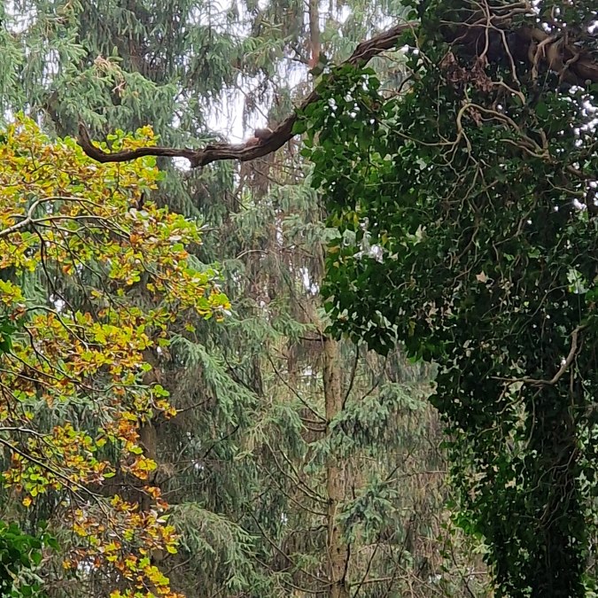 Wald, &copy; KV M&ouml;nchgut