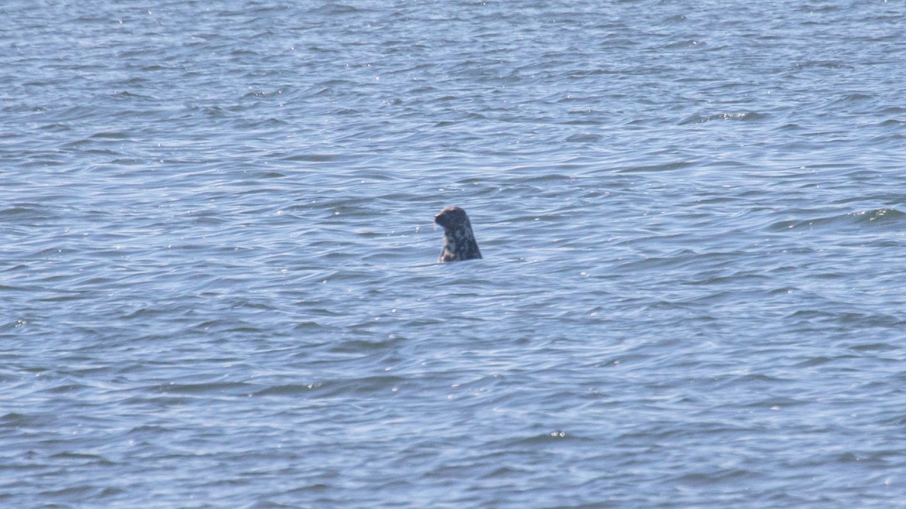 Robbenfahrten ab Hafen Baabe (Bollwerk) // &copy; Wei&szlig;e Flotte GmbH
