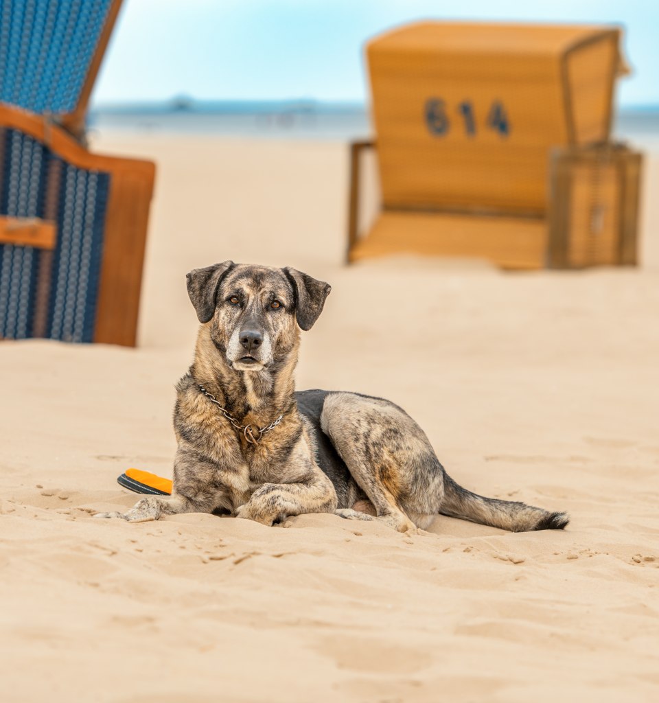 Genießen Sie Ihren Urlaub mit Hund an Ostsee und Seenplatte, © TMV/Tiemann