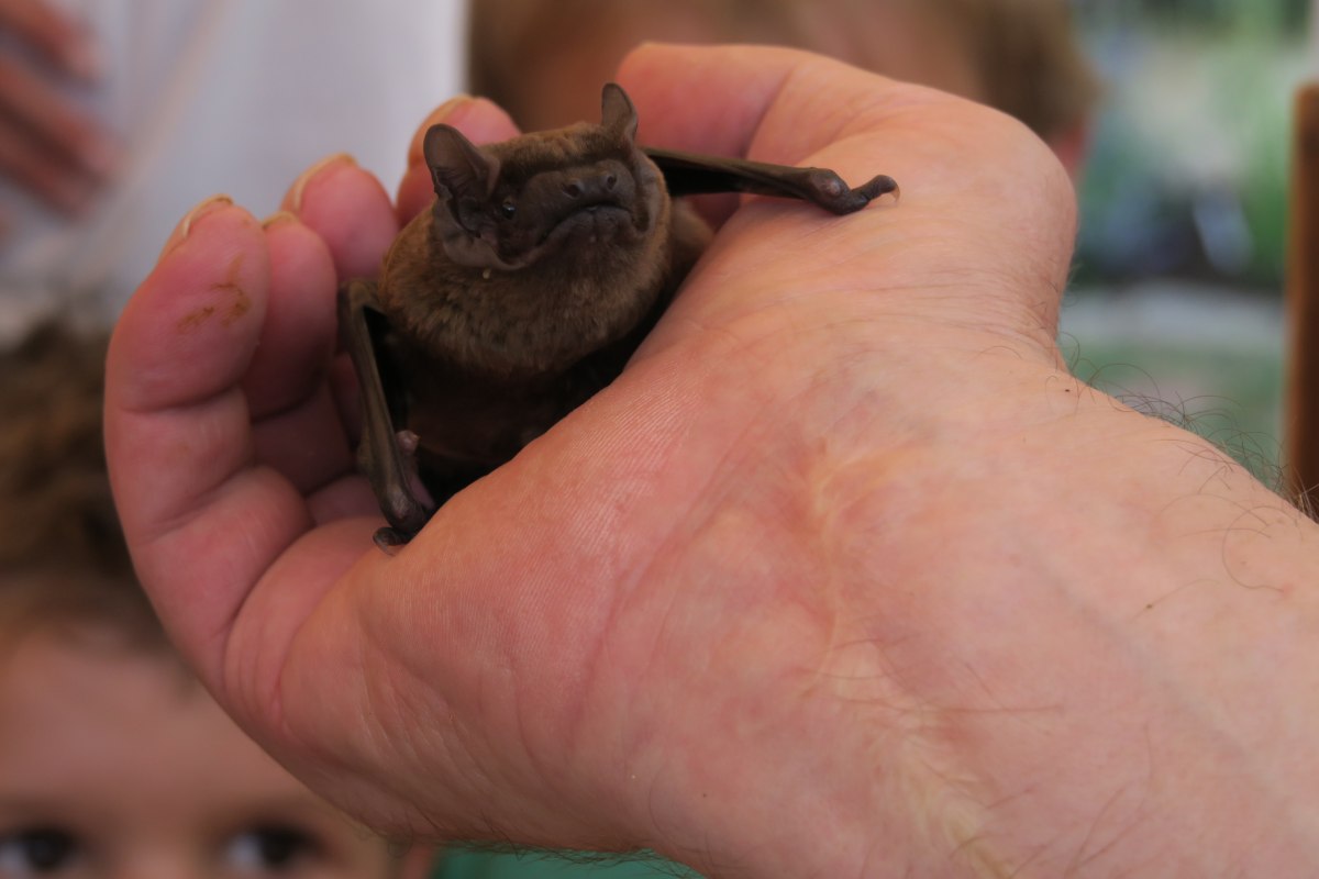 Fledermaus, &copy; B. L&uuml;thi Herrmann