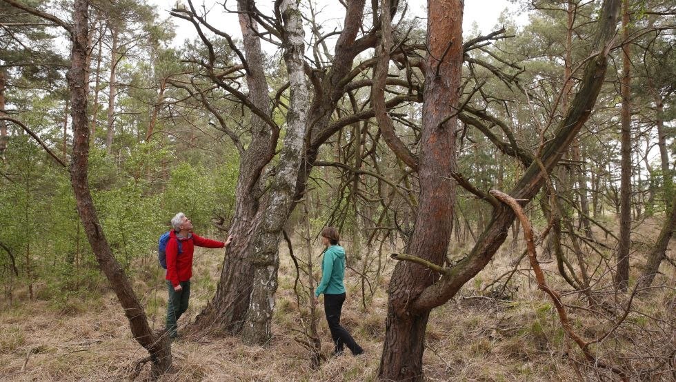 Urw&uuml;chsige B&auml;ume im Gro&szlig;en Ribnitzer Moor, &copy; TMV/outdoor-visions.com
