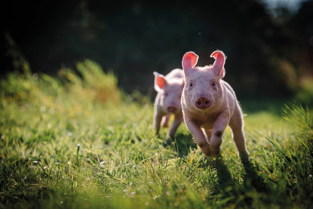 Anni und Rosalie im Schweineland, © Land der Tiere