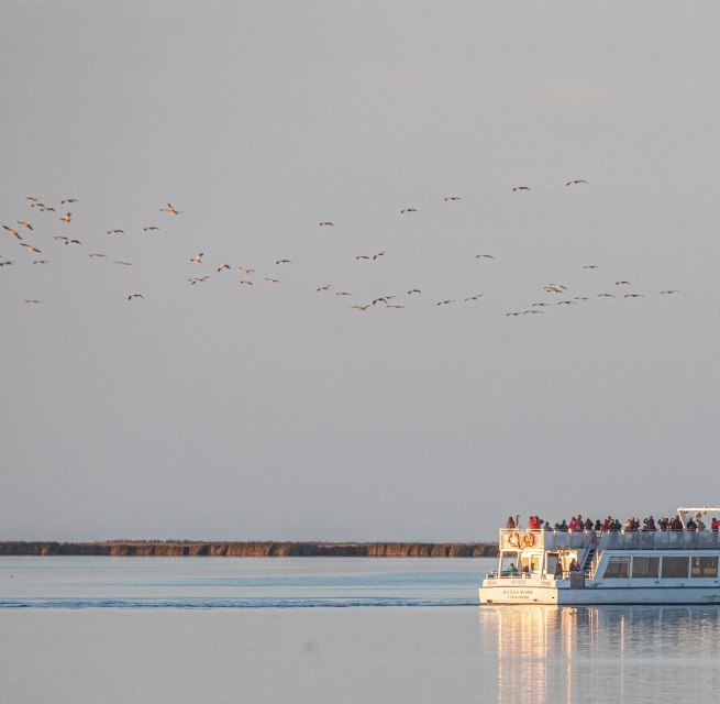 Beobachten Sie das faszinierende Naturschauspiel der majest&auml;tischen Kraniche bei einer Schiffstour ab Stralsund durch den Nationalpark Vorpommersche Boddenlandschaft zum Schlafplatz der Kraniche N&auml;he &bdquo;Pramort&ldquo;. // &copy; Wei&szlig;e Flotte GmbH