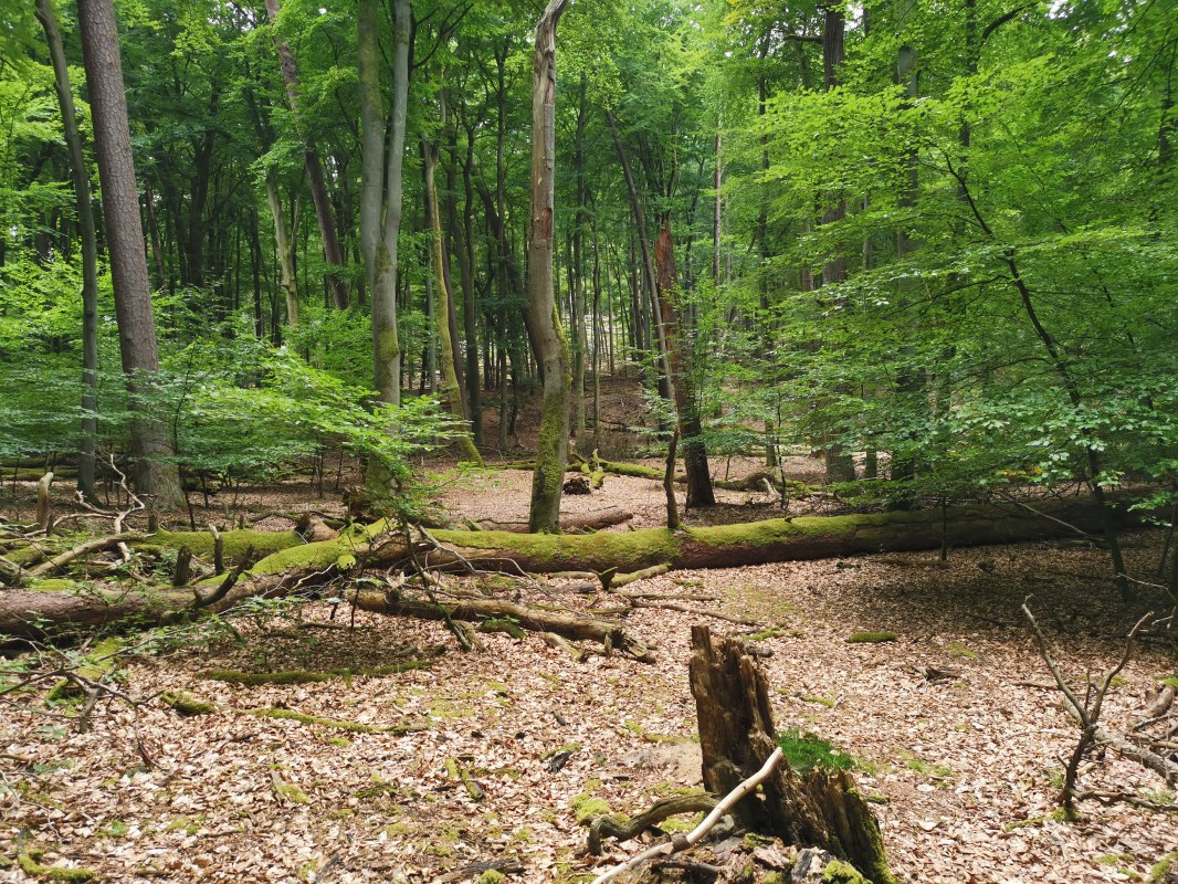 &copy; Wiebke D&ouml;bbert