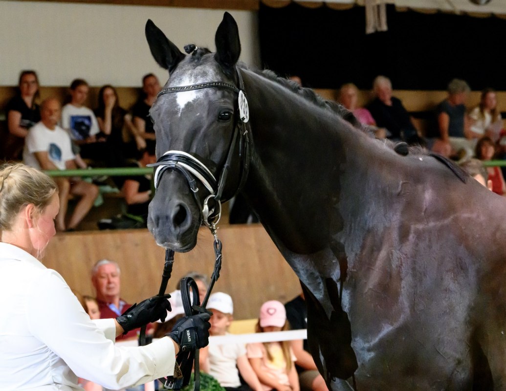 Stutbucheintragung in Hirschburg // &copy; de