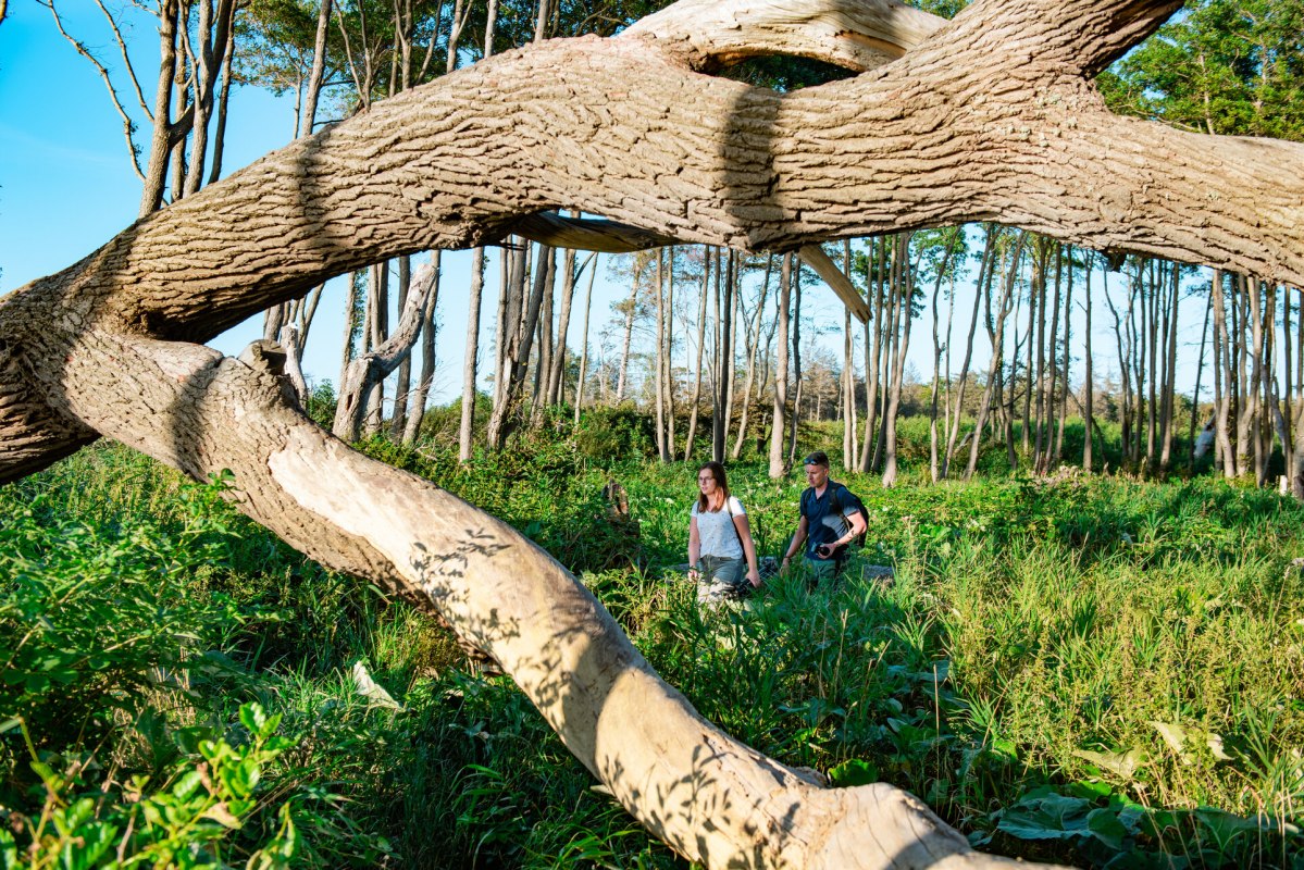 Unterwegs im K&uuml;stenwald // &copy; TMV/Tiemann