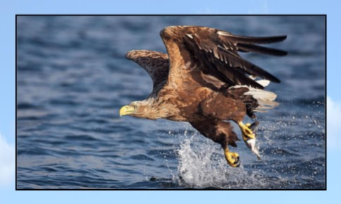 &copy; Seeadler.jpg