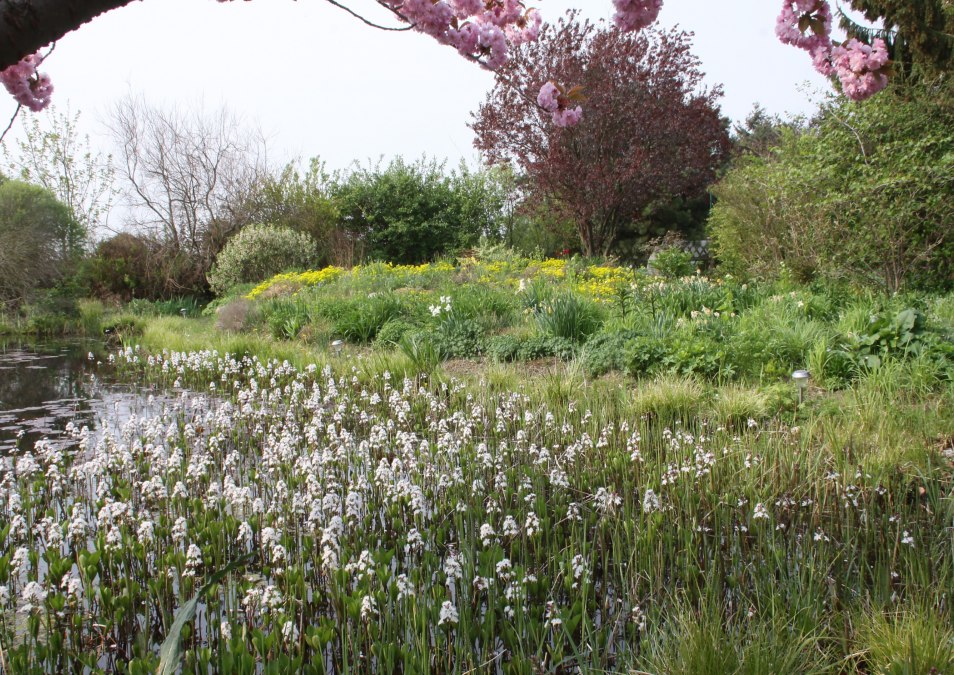 Fieberklee in voller Blüte, © Claus Gering Fieberklee in voller Blüte, © Claus Gering