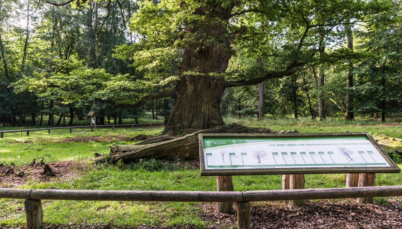 Op stap in het bosgebied Ivenacker Eichen, &copy; TMV