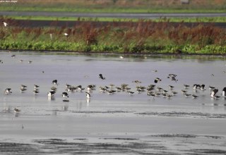 &copy; Marin-Ziegler