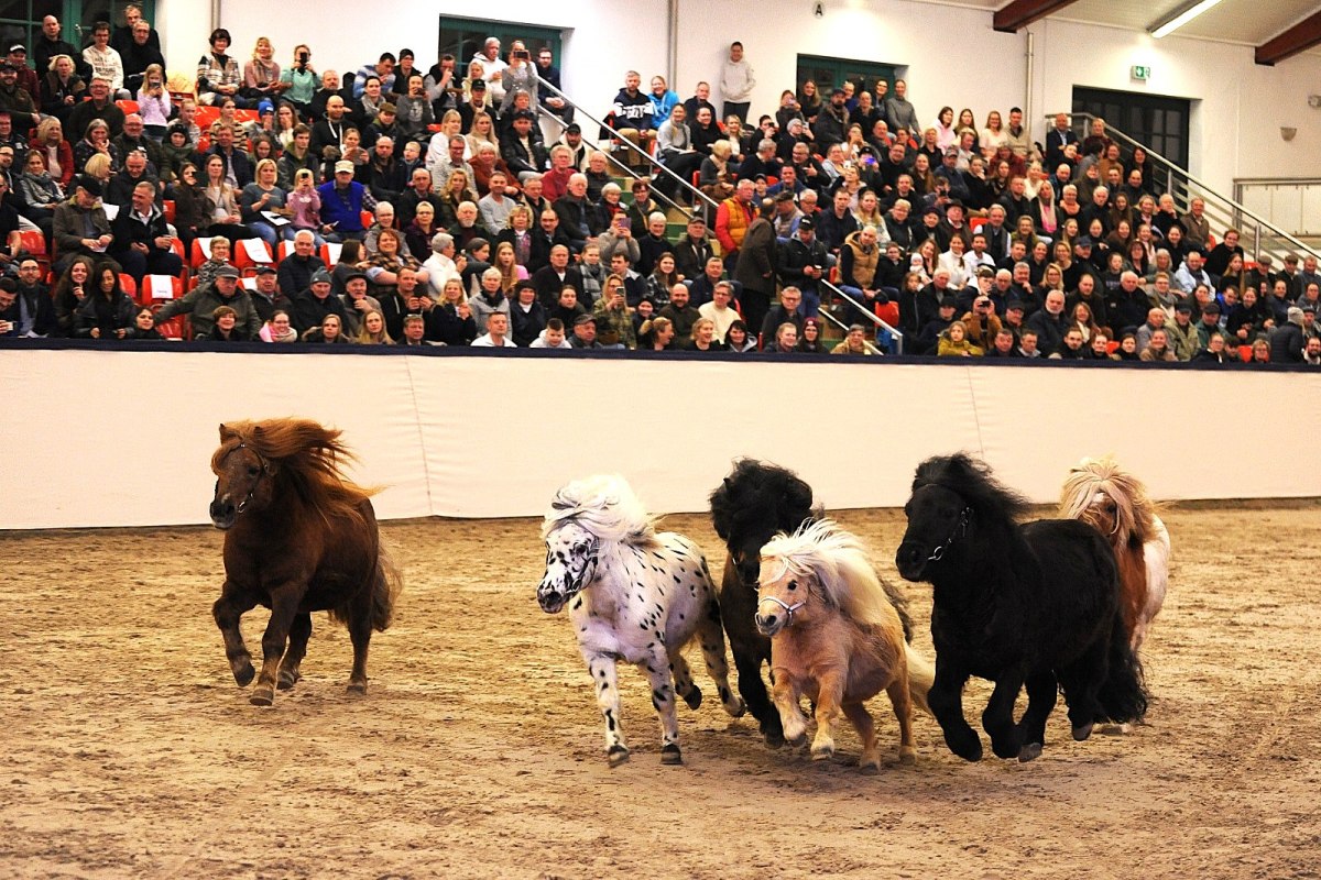 Hengstpr&auml;sentation, &copy; A. Strohbehn