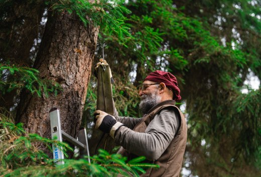 Ein Mann mit Handschuhen hängt einen Fledermauskasten an einen Baum, eine Leiter steht daneben im Wald. // Mit festen Handschuhen und ruhigem Blick hängt Ralf Koch den Fledermauskasten zurück an den Stamm – konzentrierter Naturschutz mitten im Wald Mecklenburg-Vorpommerns. // © MV-T/Gross Ein Mann mit Handschuhen hängt einen Fledermauskasten an einen Baum, eine Leiter steht daneben im Wald.