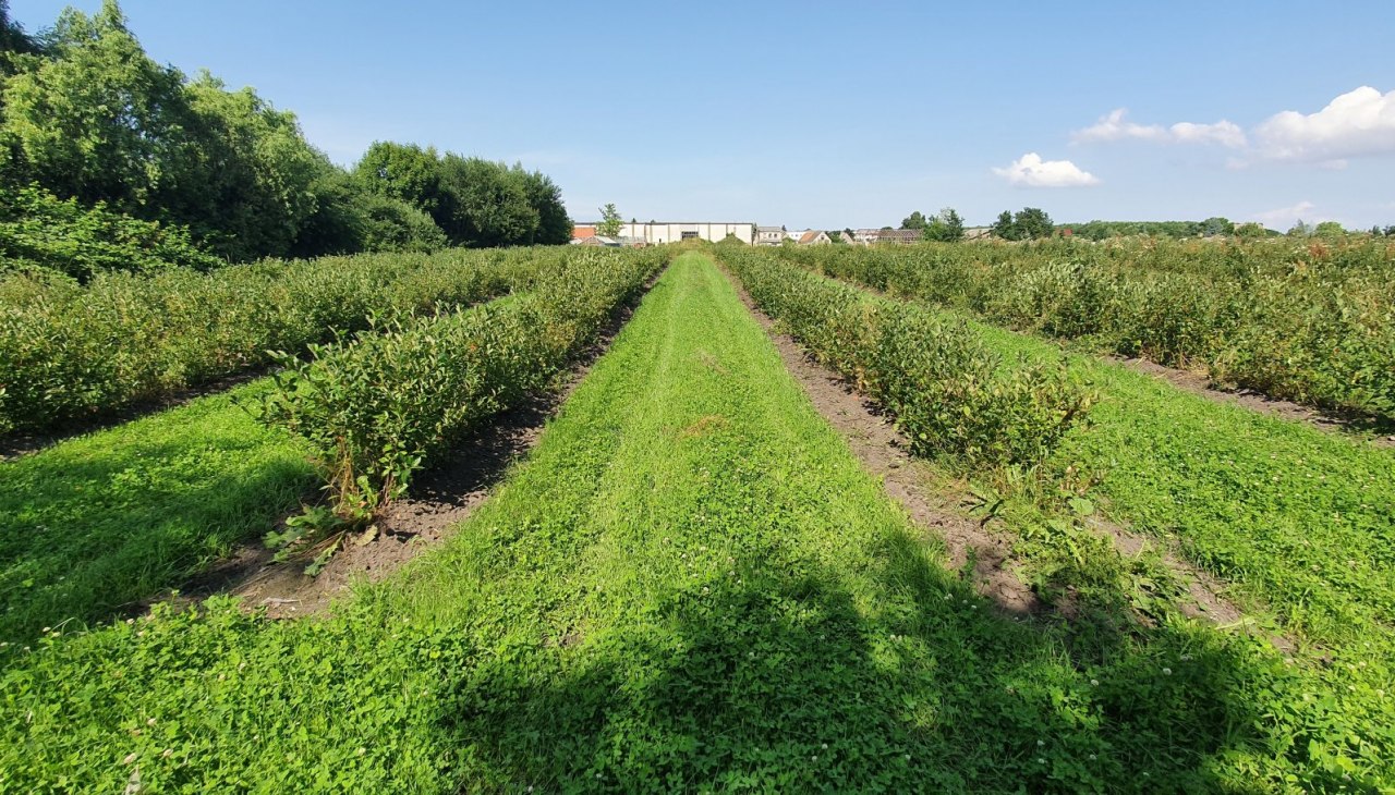 Aronia-Pflanzung auf dem AroniaGut Marquardt, &copy; Gunnar Marquardt
