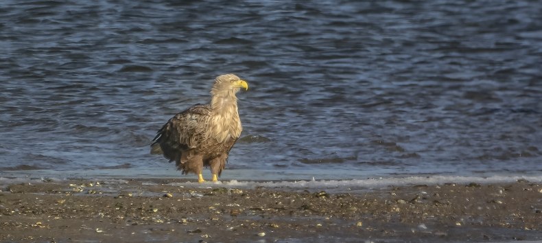 Adulter Selder., © Kevin Hempel / Vogeltouren MV Adulter Selder., © Kevin Hempel / Vogeltouren MV