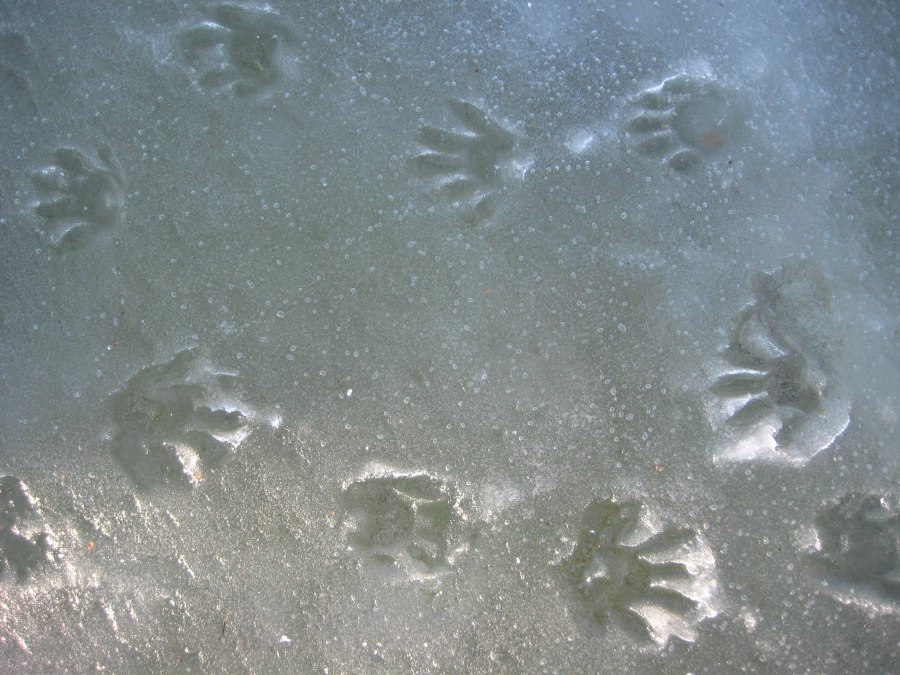 Speuren naar beren 9.1.2016_UMeßner, © Ulrich Meßner Speuren naar beren 9.1.2016_UMeßner, © Ulrich Meßner