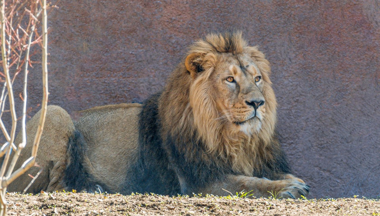 Asiatischer L&ouml;we - Zoo Schwerin, &copy; Zoo Schwerin