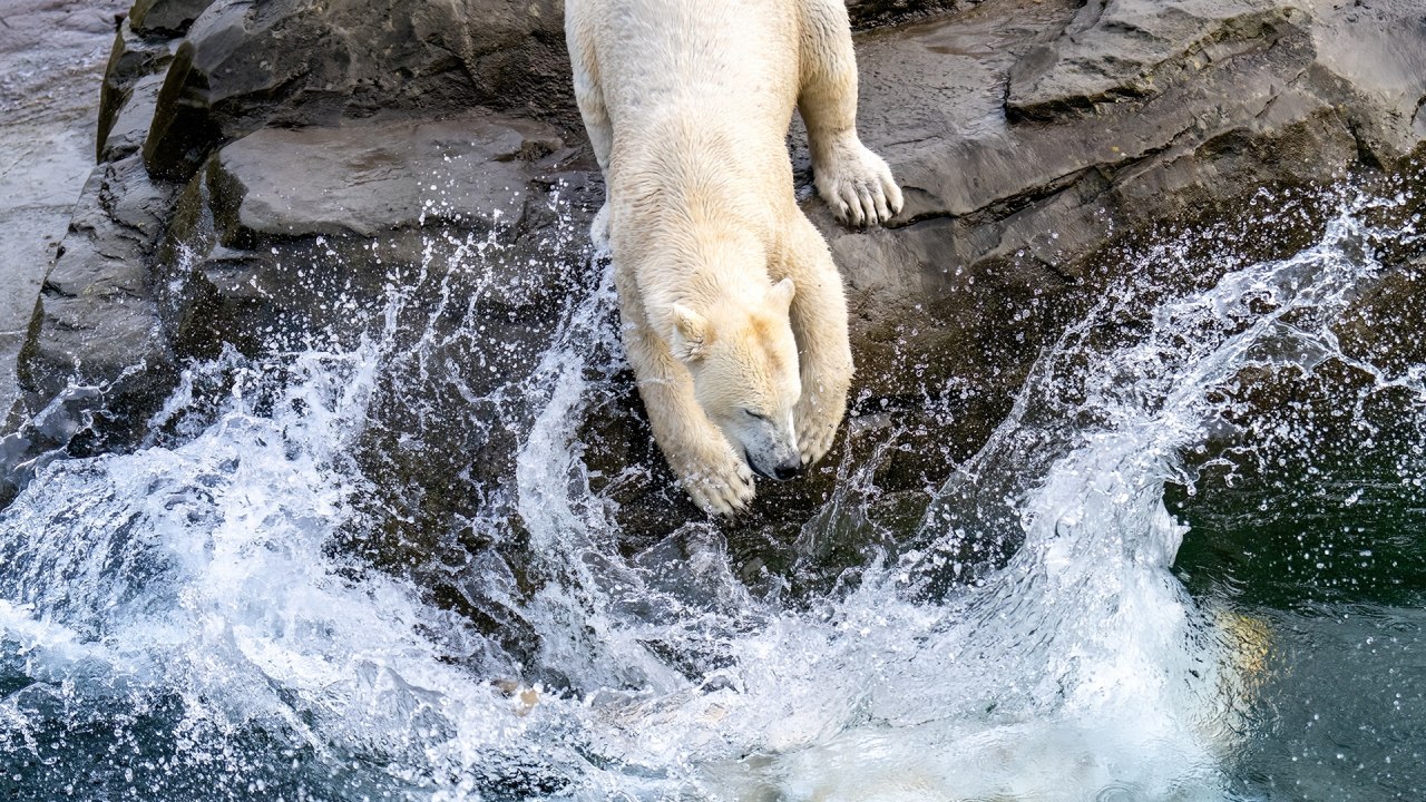 Ein Eisbär im Zoo Rostock. // © Zoo Rostock/ Drübbisch Ein Eisbär im Zoo Rostock. // © Zoo Rostock/ Drübbisch