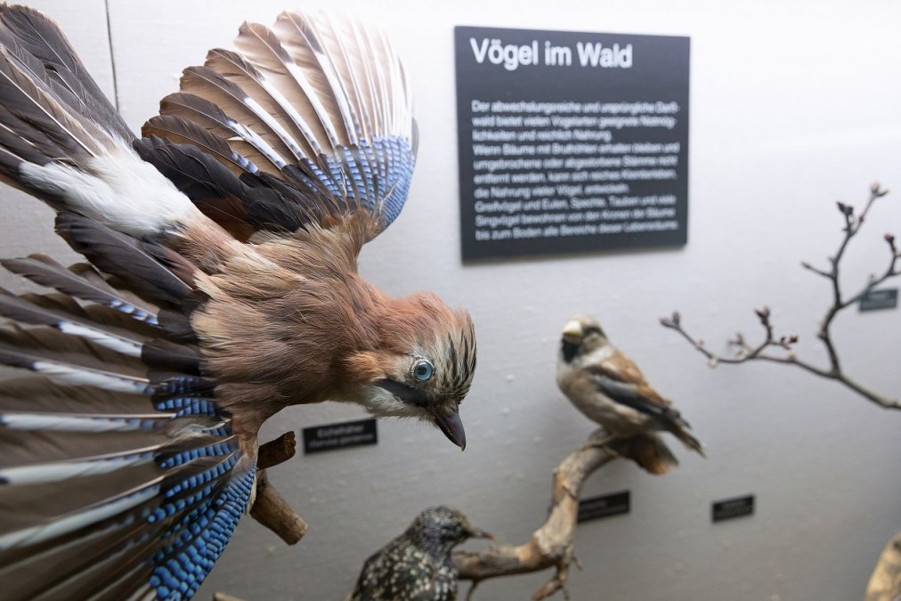 Ausstellungsteil "Vögel im Wald" im NATUREUM Darßer Ort, © Anke Neumeister/Deutsches Meeresmuseum