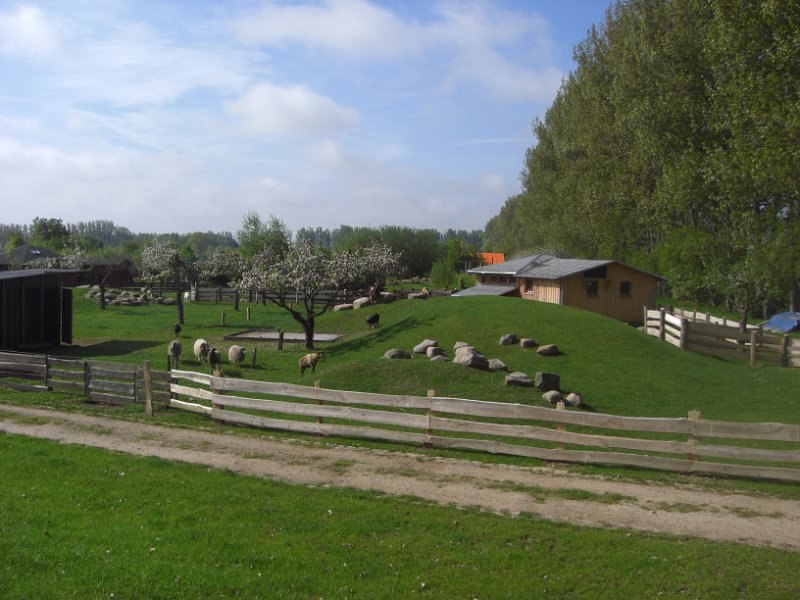 Schafe und Ziegen zum Streicheln // © Eselhof Schlage Schafe und Ziegen zum Streicheln // © Eselhof Schlage